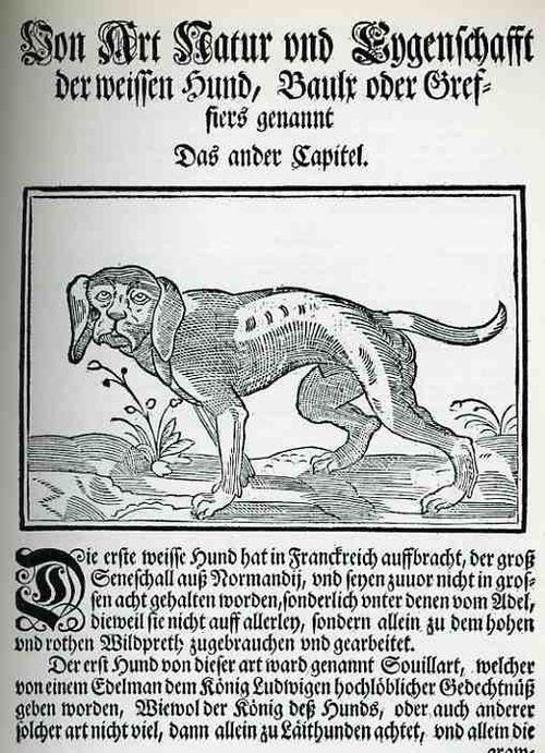 0 ebay 15 doggie272