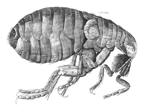 Flea