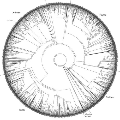 Tree ring of life