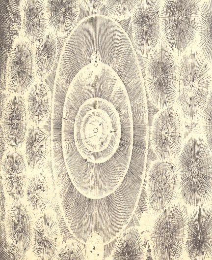 Circle 4