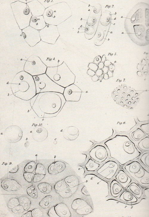 Dots--koch175