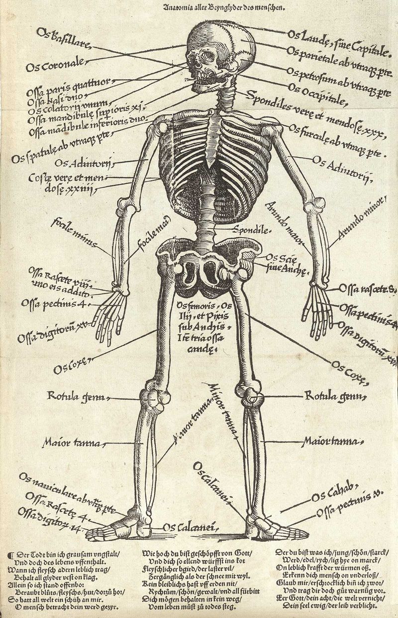 Human map gersdorff_t01