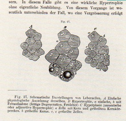 Dots--schleiden178