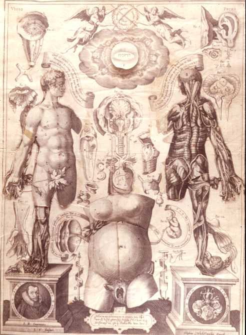 Human map body_1613_remmelin2
