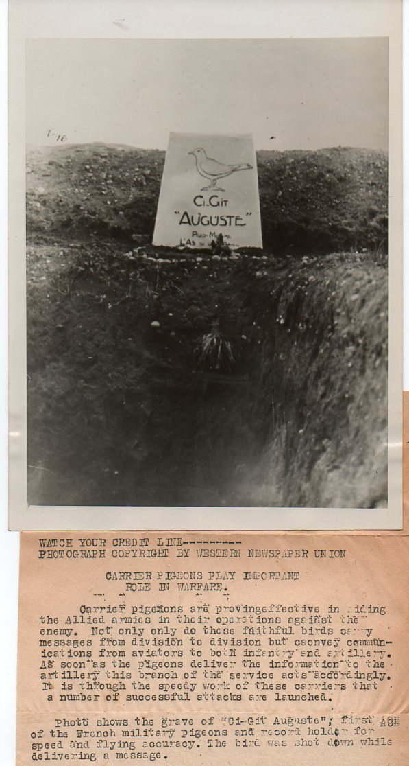 WWI--pigeon714