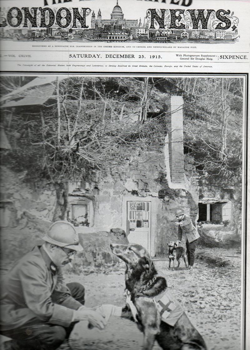 WWI--doggie713