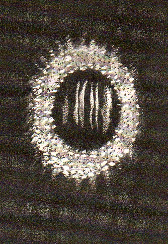 Astro mictroscope--3b931