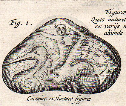 Kircher  lapidibus birds451