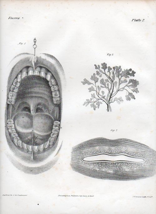 Dadaist senses mouth502