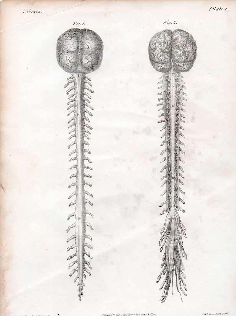 Brain520