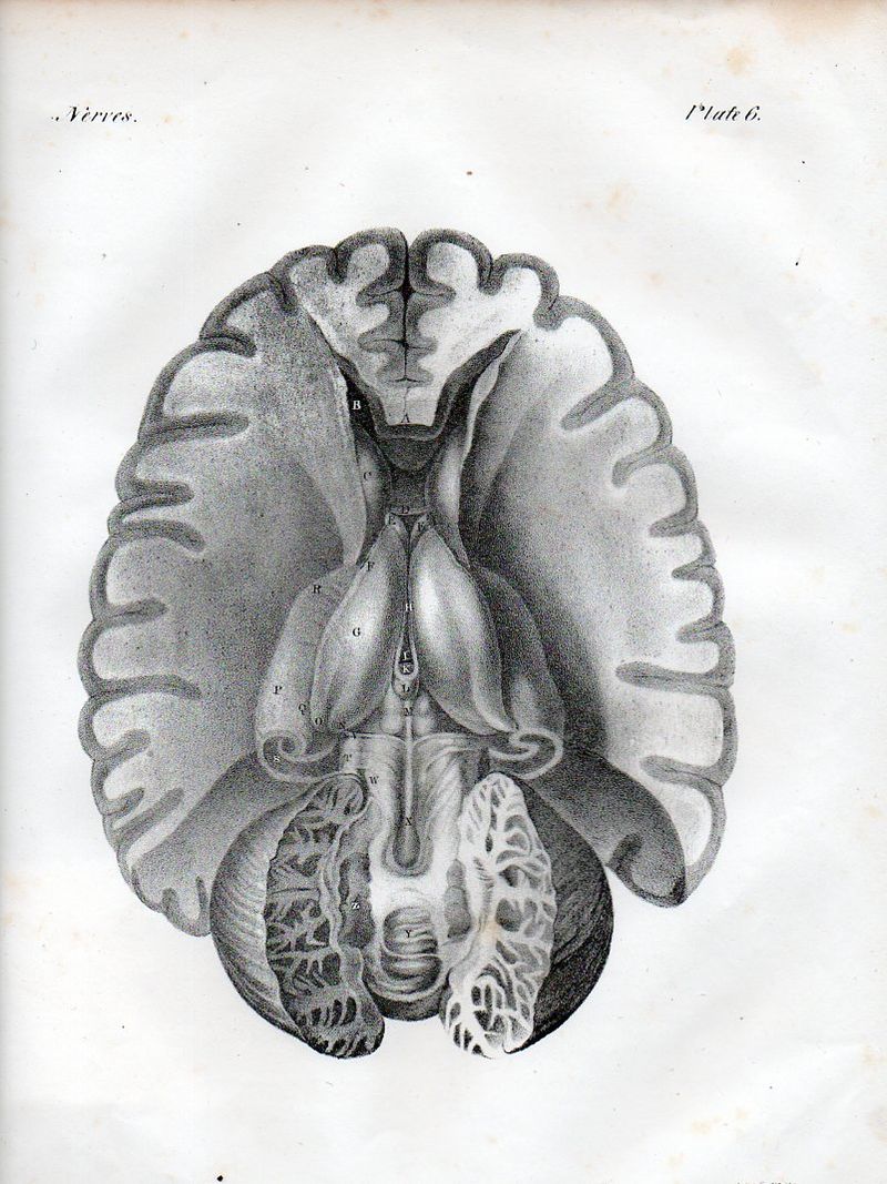 Brain525