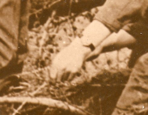 WWI photos--blowing up trees369