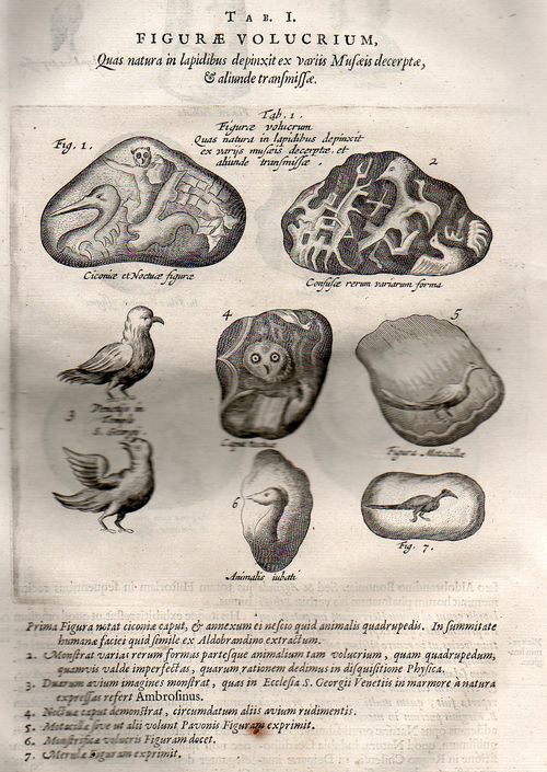 Kircher  lapidibus birds449