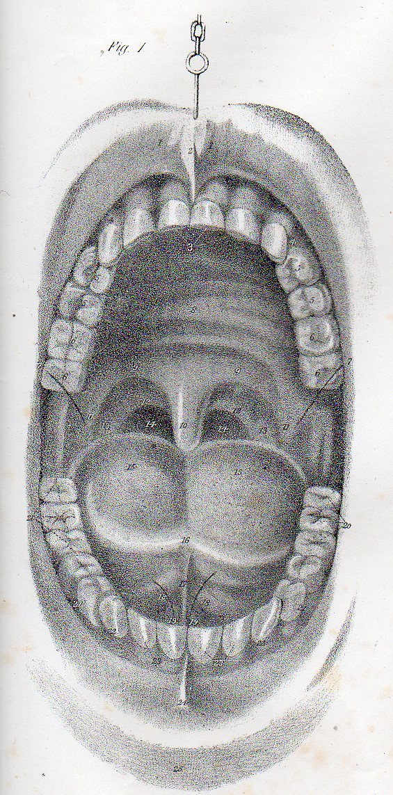 Dadaist senses mouth det503