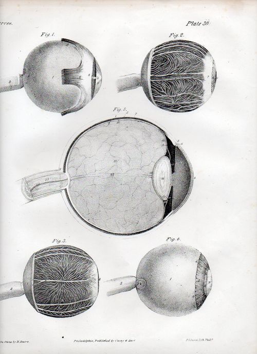 Dadaist senses eye506