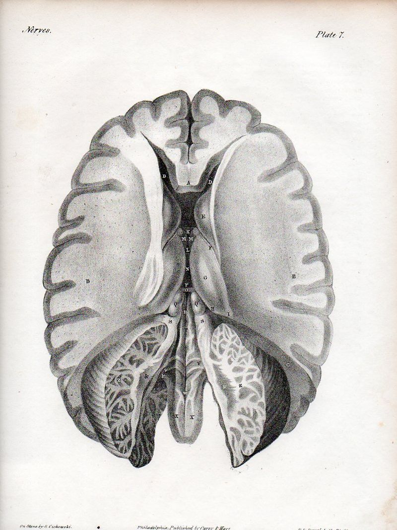 Brain526