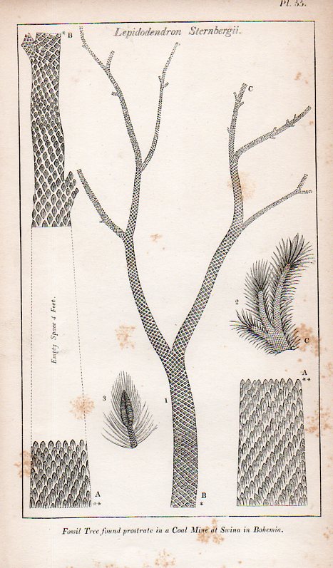 Blank trees865