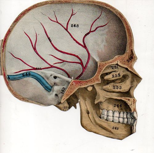 Skull493