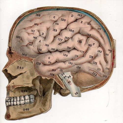 Skull495