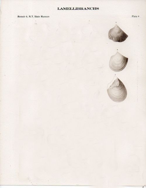 Bug shells594
