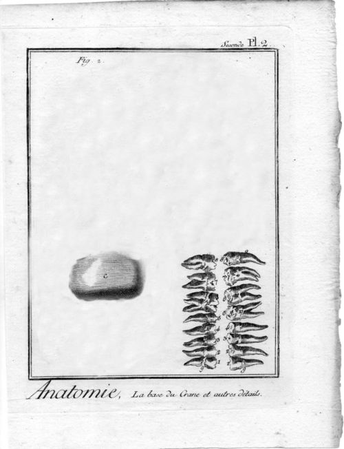 Bug teeth597