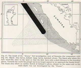 Eel693