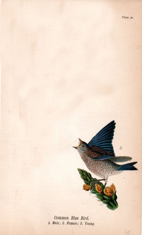 Bug bird600