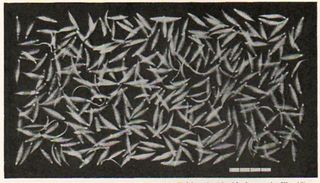 Eel692