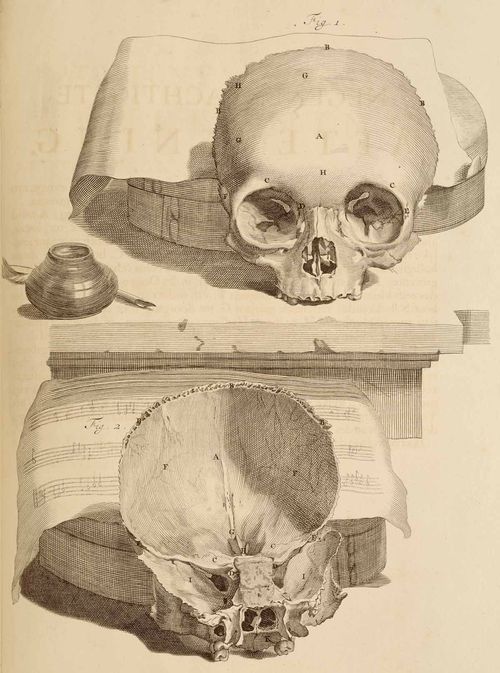 Anatomy skull