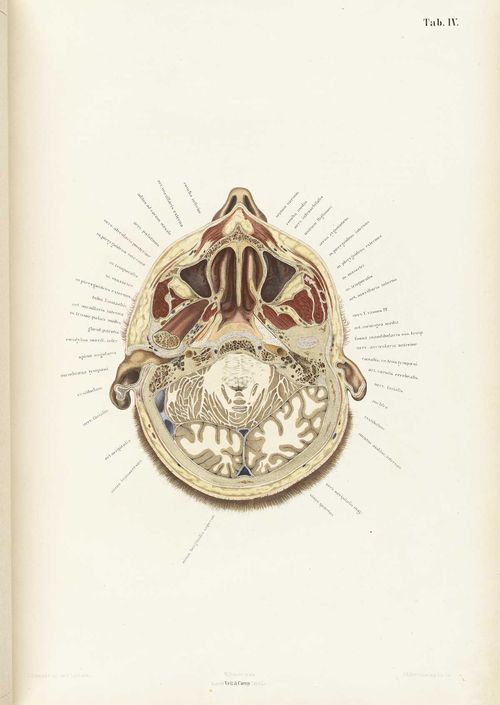 Anatomy braune04