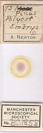 Micrscope slide j
