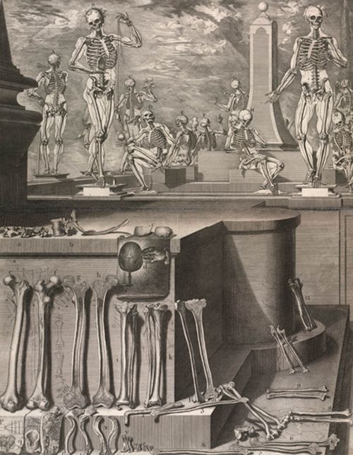 Anatomy  Crisostomo_martinez-atlas