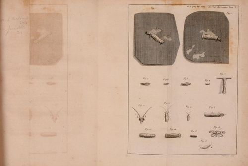 Reaumur holes