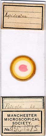 Microscope slide circle