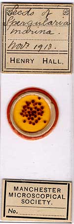 Micrscope slide circle b