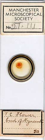 Micrscope slide g