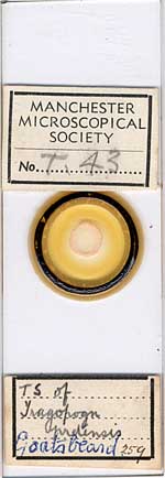 Micrscope slide h