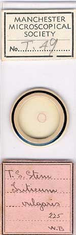 Micrscope slide i