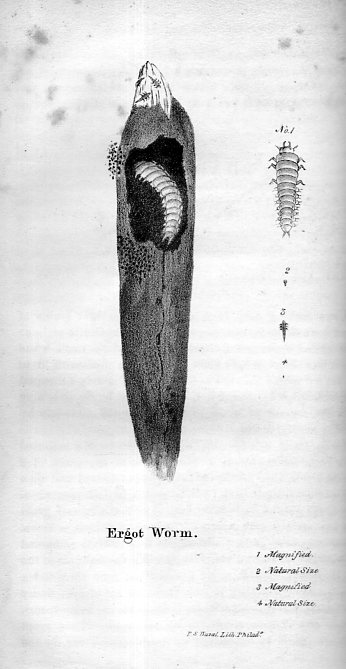 Ergot432