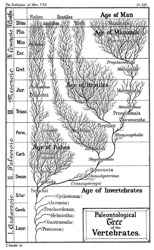 Age-of-Man-wiki