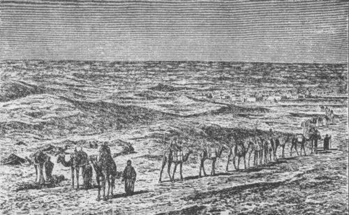 Camels