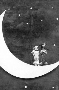 Moon doggies