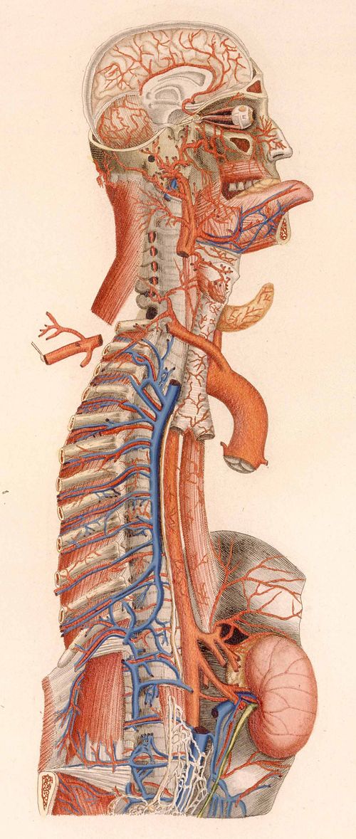 Anatomy--mascagni