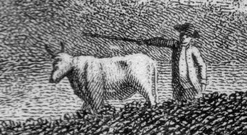Obviousness cow079
