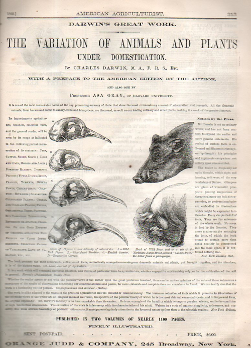Darwin ad460