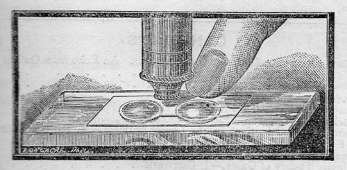 Microscpe binocular321