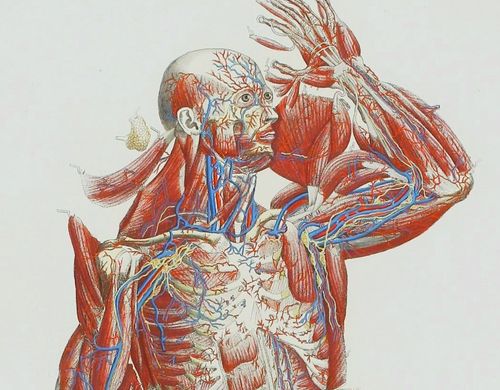 Anatomy mascagni three