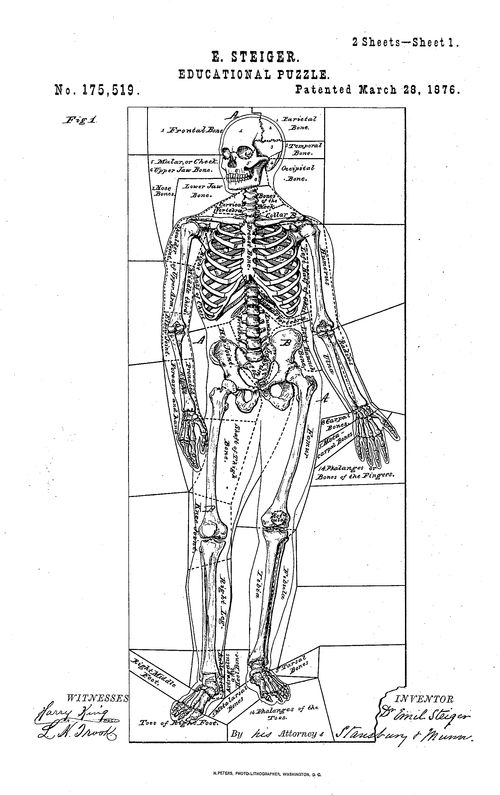 Anatomical puzzle