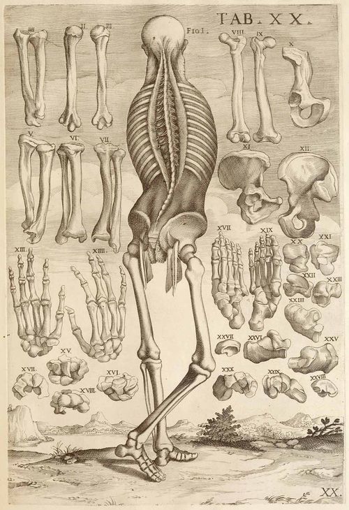 Anatomy da cortona