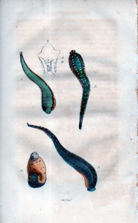 Leeches030